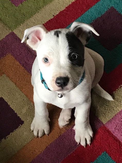 Search hundreds of Staffordshire Bull Terrier puppy listings from Good Dogs trusted Staffordshire Bull Terrier breeders and start the application process today. . Mini staffordshire terrier for sale